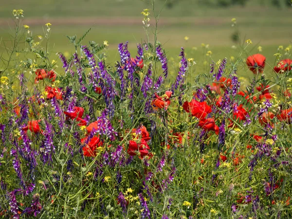 Feld blühender Mohnblumen. — Stockfoto