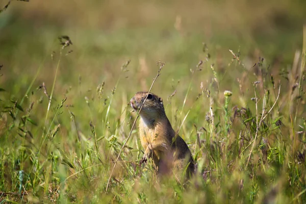 Cute European ground squirrel gopher (Spermophilus citellus Ziesel) sitting on a field — Stock Photo, Image