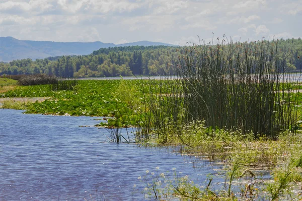 Beyaz nilüfer Romanya Tuna Deltası'nda