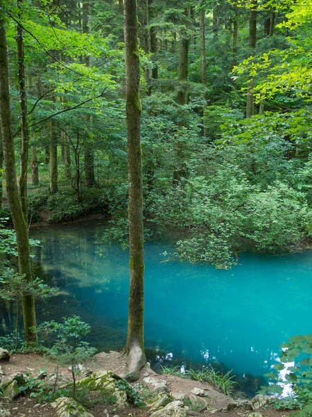 카라 스 세 카운티, 루마니아, Ochiul Beiului, 숲에서 아름 다운 연못 — 스톡 사진