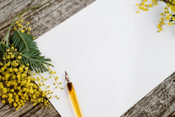 Carta bianca modellare con fiori gialli mimose e inchiostro penna vintage su sfondo grigio in legno — Foto Stock