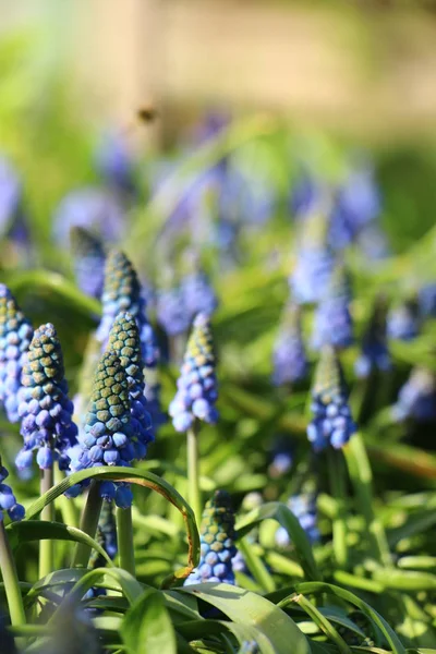Blaue Blumen Frühling — Stockfoto