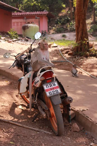 Monyet Macaque Dalam Widelife — Stok Foto