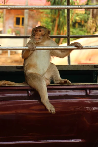 Macaco Macaco Widelife — Fotografia de Stock