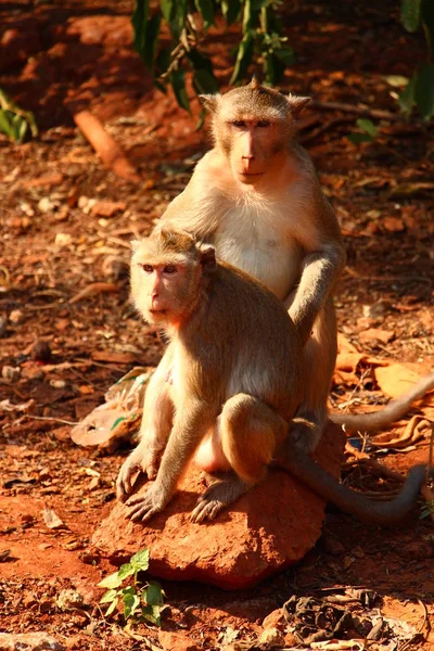 Monyet Macaque Dalam Widelife — Stok Foto