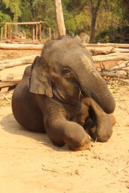 Elephant safari Park