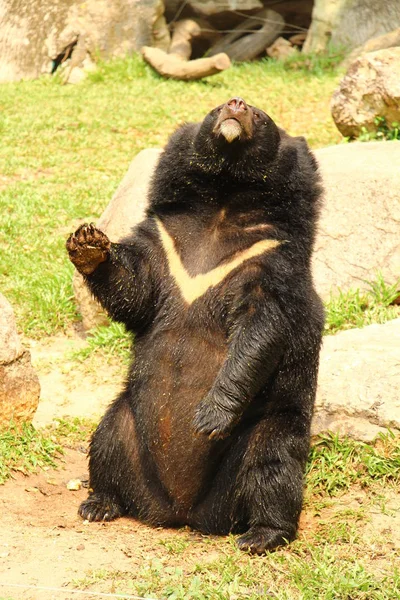 Asijský Černý Medvěd Stojící — Stock fotografie