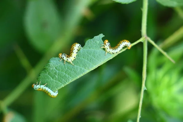 Caterpillars Leaf — Stock Photo, Image
