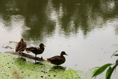 Bahar park Gölde ördekler