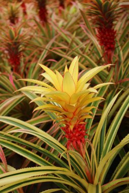 güzel guzmania magnifica çiçek