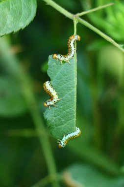 Caterpillars on a leaf clipart