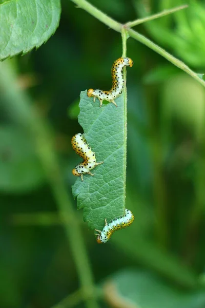 Rupsen Een Blad — Stockfoto