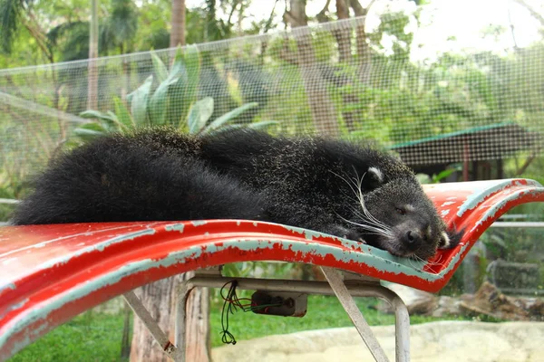 珍しい 面白い動物 — ストック写真