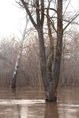 Bahar sel başlangıcı