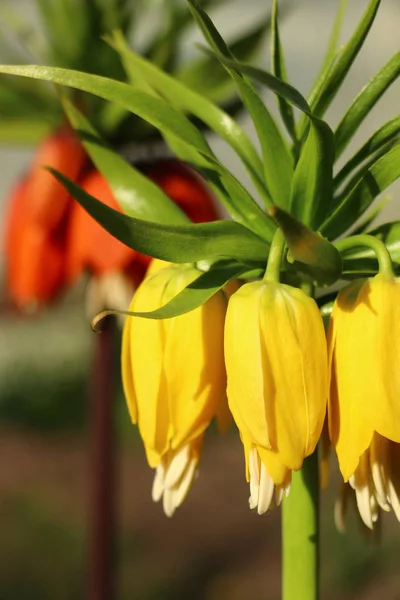 Yellow crown imperial in sunshine