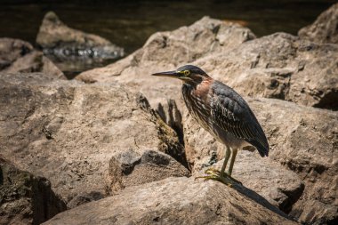 Kayaların üzerinde duran Yeşil balıkçıl