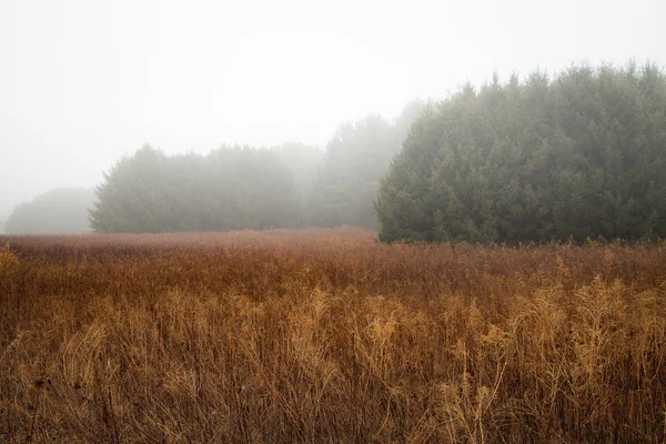 Foggy field with evergreens — Stock Photo, Image