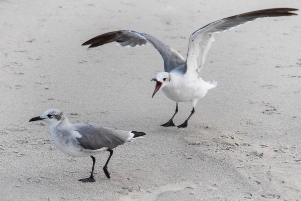 Uma gaivota a guinchar para outra — Fotografia de Stock