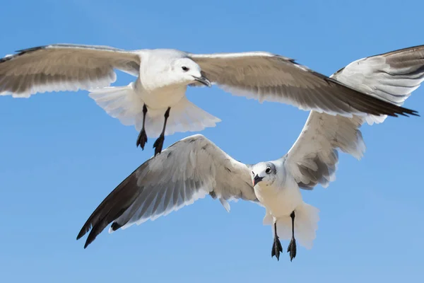 Knapper Schuss von zwei Möwen, die über Kopf fliegen — Stockfoto