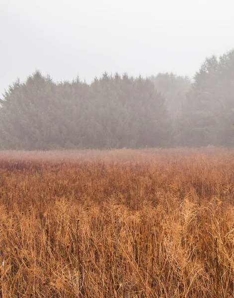 Foggy prairie scène — Photo
