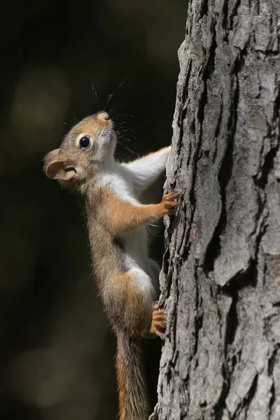 Baby Eichhörnchen auf Baum — Stockfoto