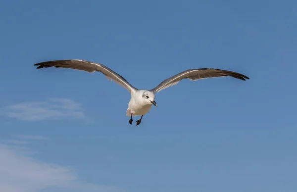 Gaivota solitária voando em um céu azul claro — Fotografia de Stock