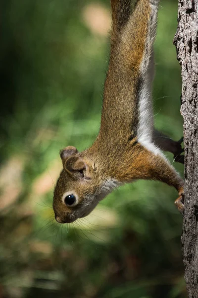 Baby Eichhörnchen auf einem Baum — Stockfoto