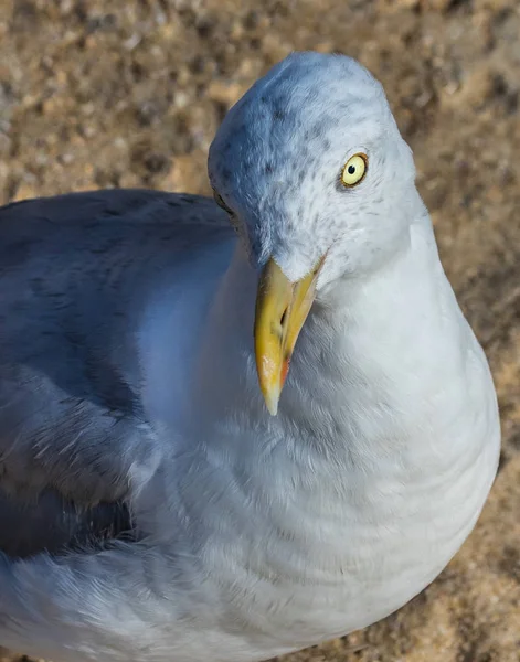 Burung camar menatap ke samping pada fotografer — Stok Foto