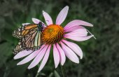 Monarch butterfly echinacea virág