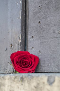 Bir kırmızı gül ile dış natürmort