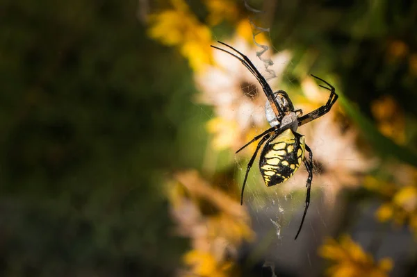 Garden spider on its web — Stock Photo, Image