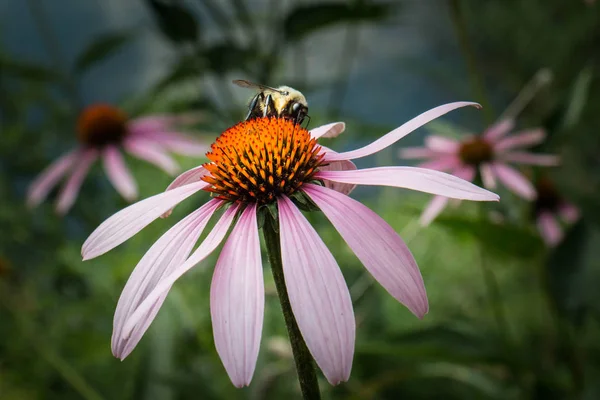 Bumble Bee op Echinacea bloem — Stockfoto