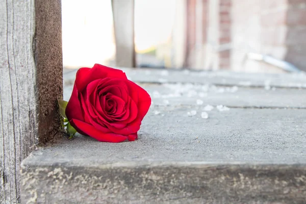 Exterior ainda vida com uma rosa vermelha — Fotografia de Stock