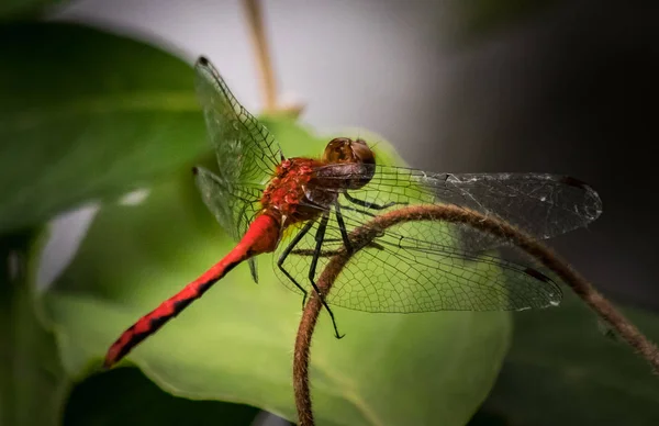 Eine Ruby Meadowhawk Libelle Sieht Etwas Interessanteres — Stockfoto