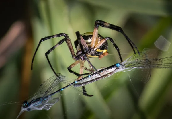 Une Araignée Jardin Noire Jaune Enveloppe Une Libellule Malheureuse Pour — Photo