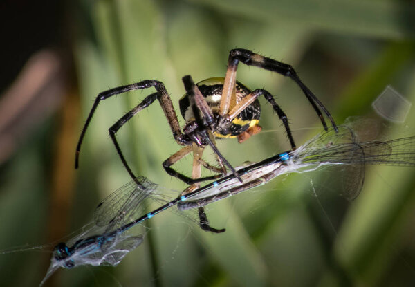 A Black and Yellow Garden Spider wraps up a hapless dragonfly to enjoy later on