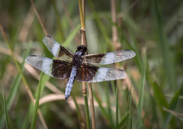 Uma Libélula Widow Skimmer Segura Uma Cana Scotts Run Lake — Fotografia de Stock