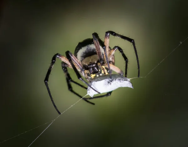 一个黑色和黄色的花园蜘蛛把另一个受害者包起来 待会再吃 — 图库照片