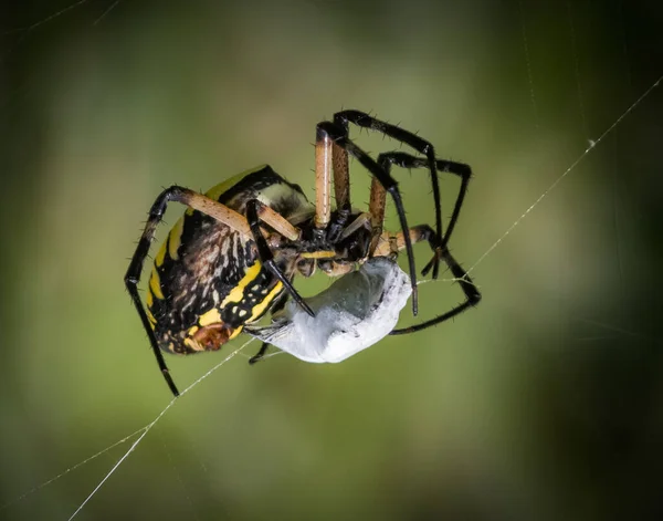 黑黄花园蜘蛛 的另一个受害者被包裹起来 准备再吃点东西 — 图库照片