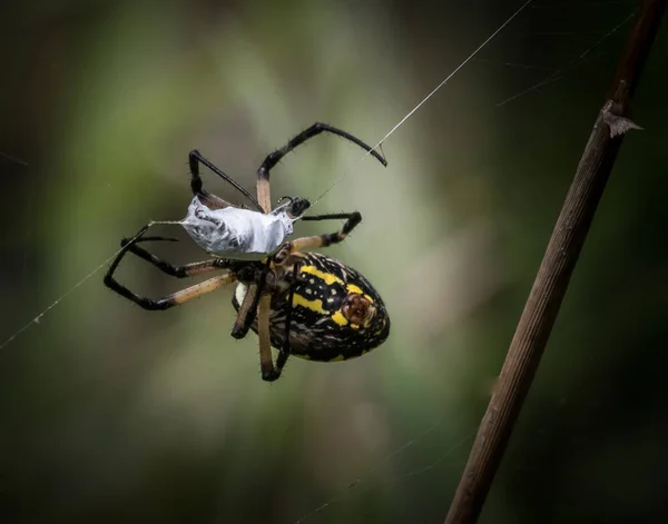 Black Yellow Garden Çekimleri Örümcek Dönen Aygıtı Çalışıyor — Stok fotoğraf