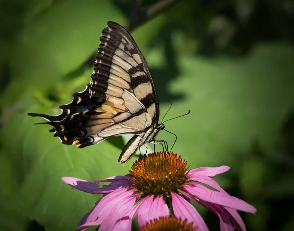 Papillon Tiger Swallowtail Est Occupé Nourrir Une Fleur Échinacée — Photo