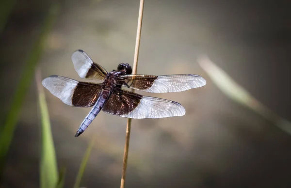 Viúva Skimmer Libélula Detém Uma Cana Lado Scotts Run Lake — Fotografia de Stock