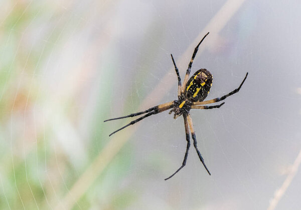 High key treatment of a Black and Yellow Garden Spider from beneath against a blurred background