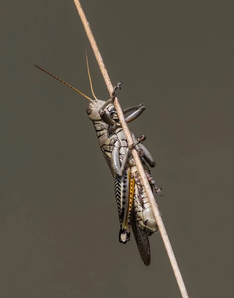 Differential Grasshopper Hangs Out His Reed Watching Action Pond Blue — Stock Photo, Image