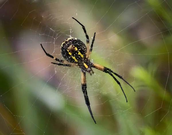 一个黑色和黄色的花园蜘蛛在它的网络上 从下面看 — 图库照片