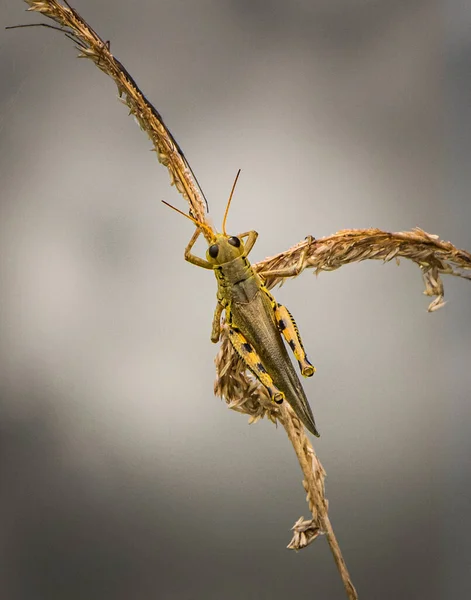 Differential Grasshopper Hangs Said Grass Next Pond Blue Marsh Dam — Stock Photo, Image