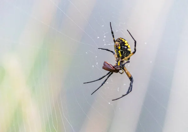 Une Araignée Jardin Noire Jaune Débarque Petit Papillon Nuit Dans — Photo