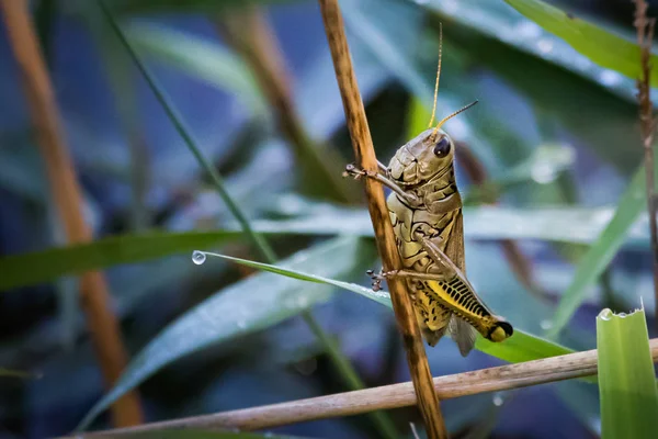 Μια Διαφορετική Βολή Grasshopper Από Ψηλά Πάνω Από Μια Λίμνη — Φωτογραφία Αρχείου
