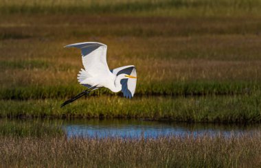 White Egret, Tuckerton, New Jersey 'deki Great Bay Wildlife Refuge' daki bataklık üzerinde uçuyor.