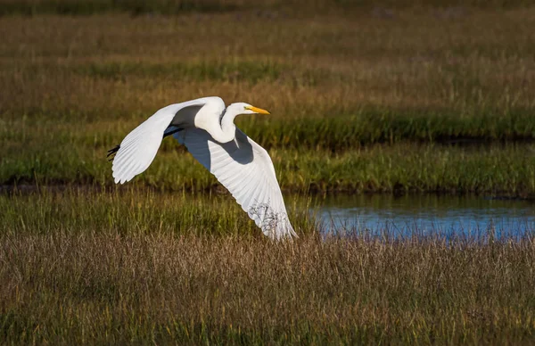 ホワイト イーグレットは ニュージャージー州タッカートンのグレート ベイ野生生物保護区の湿地の上を飛ぶ — ストック写真